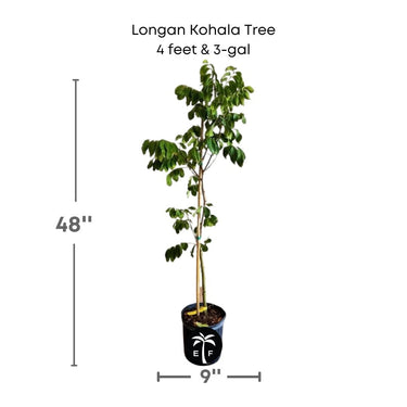 Longan Kohala Tree, Air-Layered